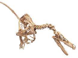 Raptor skeleton diagram